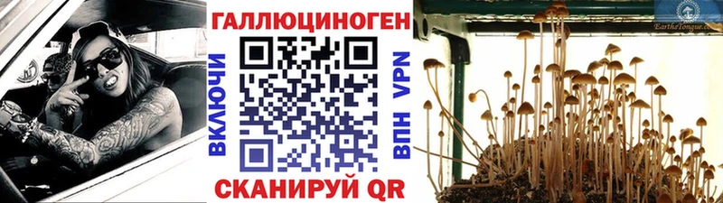 Псилоцибиновые грибы Psilocybine cubensis  купить  цена  Людиново 